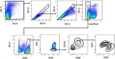 Human Liver Macrophage Subsets Defined by CD32